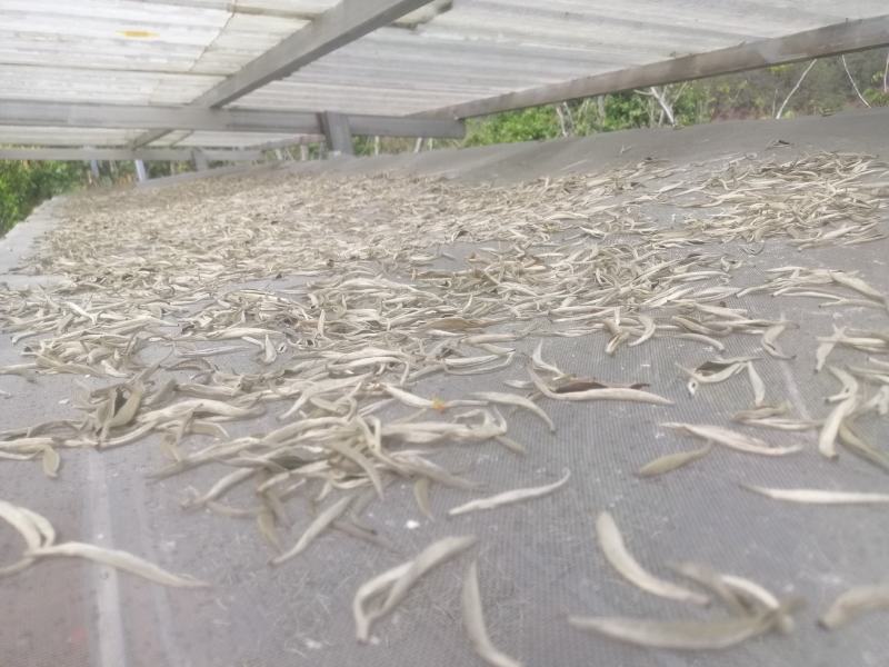 云南普洱景谷大白茶有机白毫银针毛尖头春精品货