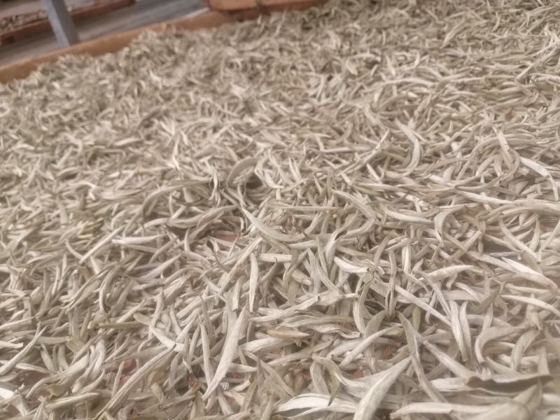云南普洱景谷大白茶有机白毫银针毛尖头春精品货