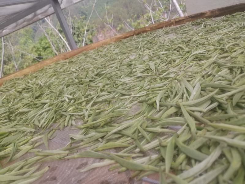 云南普洱景谷大白茶有机白毫银针毛尖头春精品货