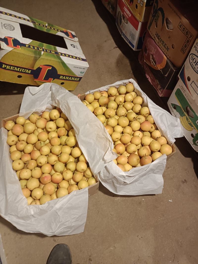 700箱南果梨低价出售