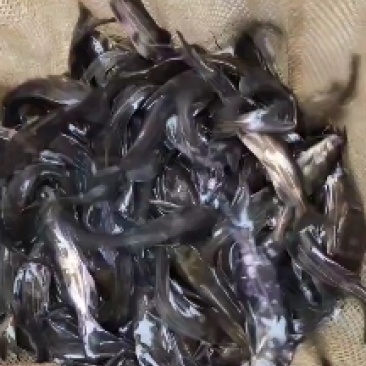 黄辣丁鱼苗，密度高，水位高密度高。黄骨鱼苗，黄辣丁鱼苗