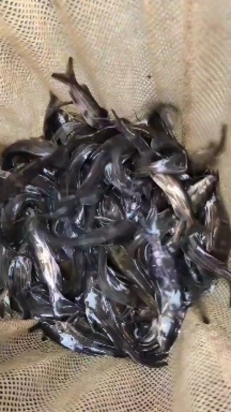黄辣丁鱼苗，密度高，水位高密度高。黄骨鱼苗，黄辣丁鱼苗
