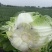 黄心大白菜，玲珑白菜，万亩基地代发全国。