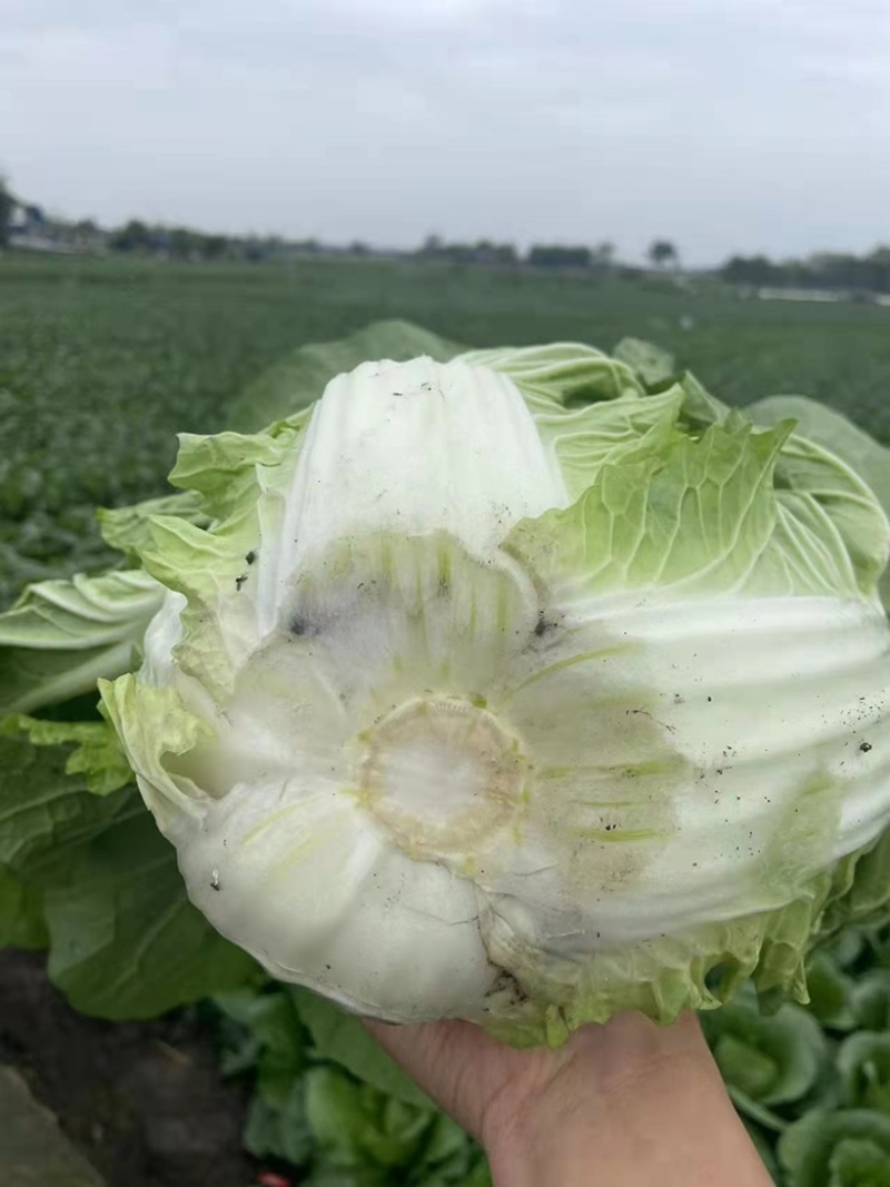 黄心大白菜，玲珑白菜，万亩基地代发全国。