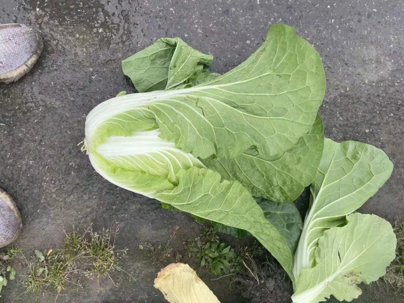 黄心大白菜，玲珑白菜，万亩基地代发全国。