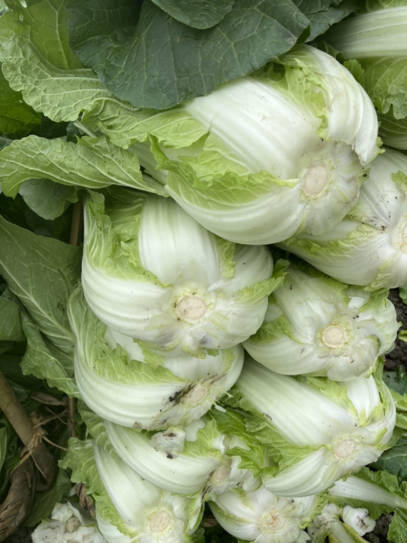 黄心大白菜，玲珑白菜，万亩基地代发全国。