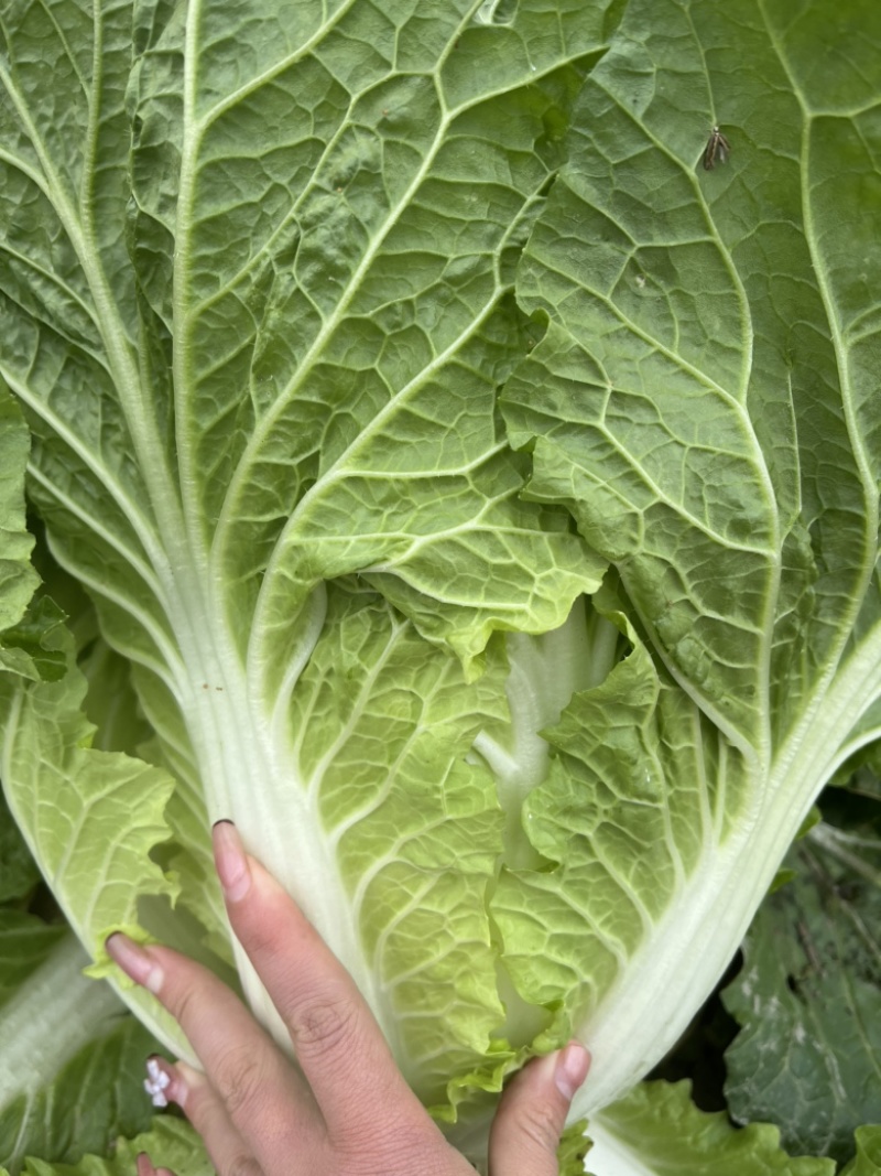 黄心大白菜，玲珑白菜，万亩基地代发全国。