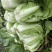 黄心大白菜，玲珑白菜，万亩基地代发全国。