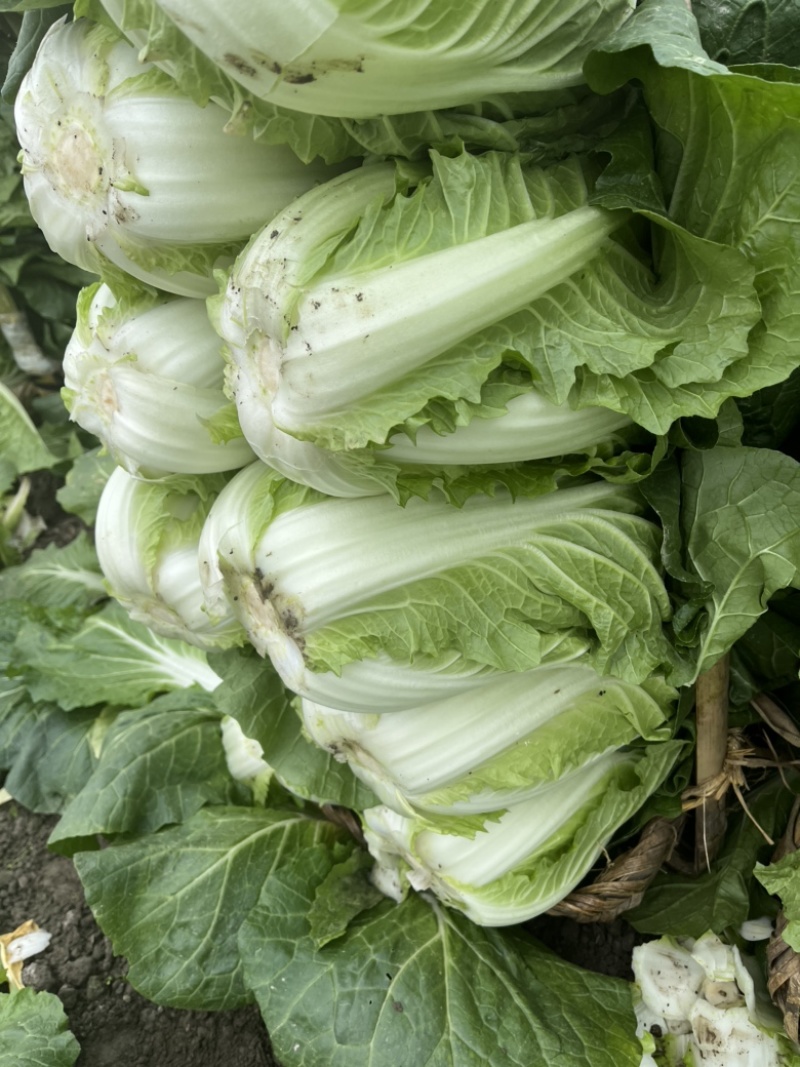 黄心大白菜，玲珑白菜，万亩基地代发全国。