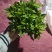 90#栀子花带花苞发货，秋季电商爆品，社区团购精选。