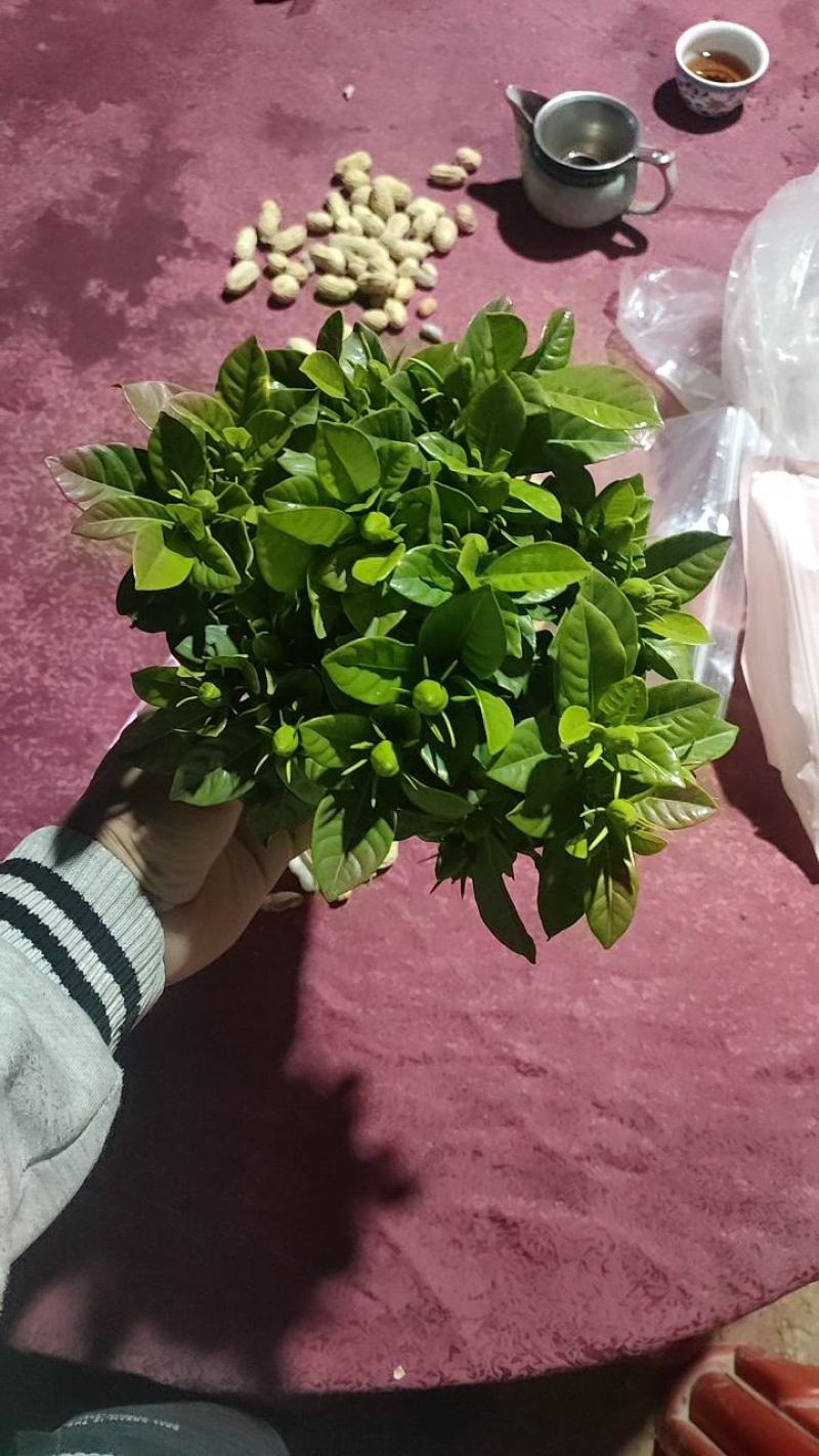 90#栀子花带花苞发货，秋季电商爆品，社区团购精选。