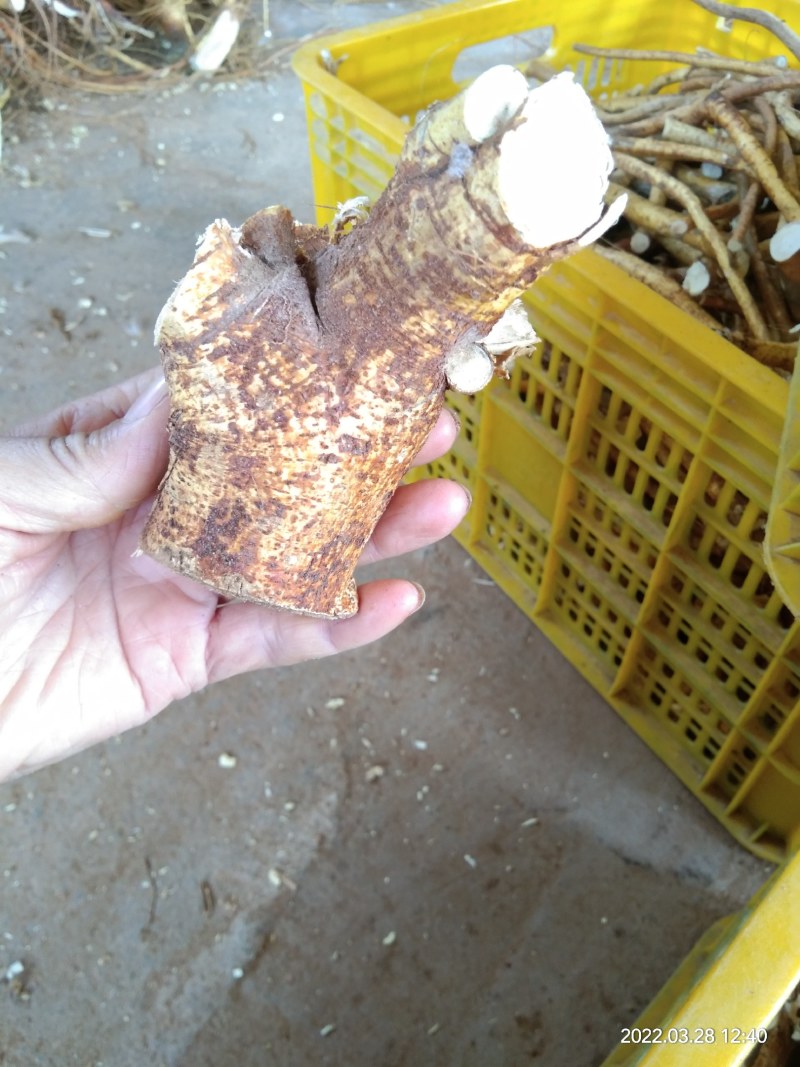 广西种植五指毛桃头块无阳枝纯无硫产品