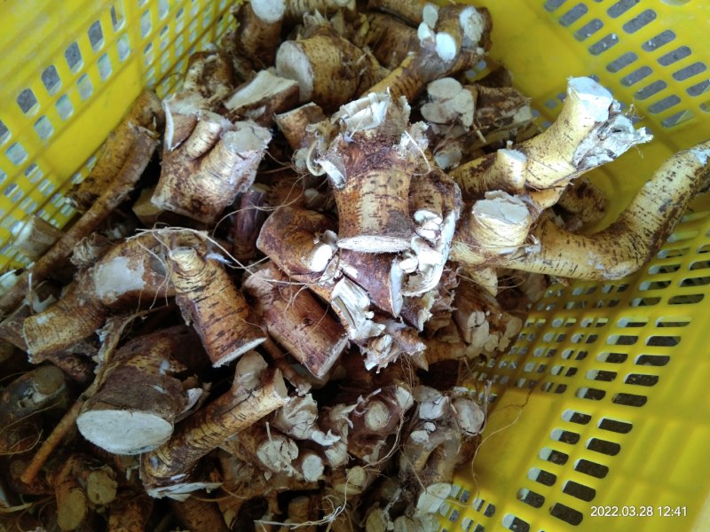 广西种植五指毛桃头块无阳枝纯无硫产品