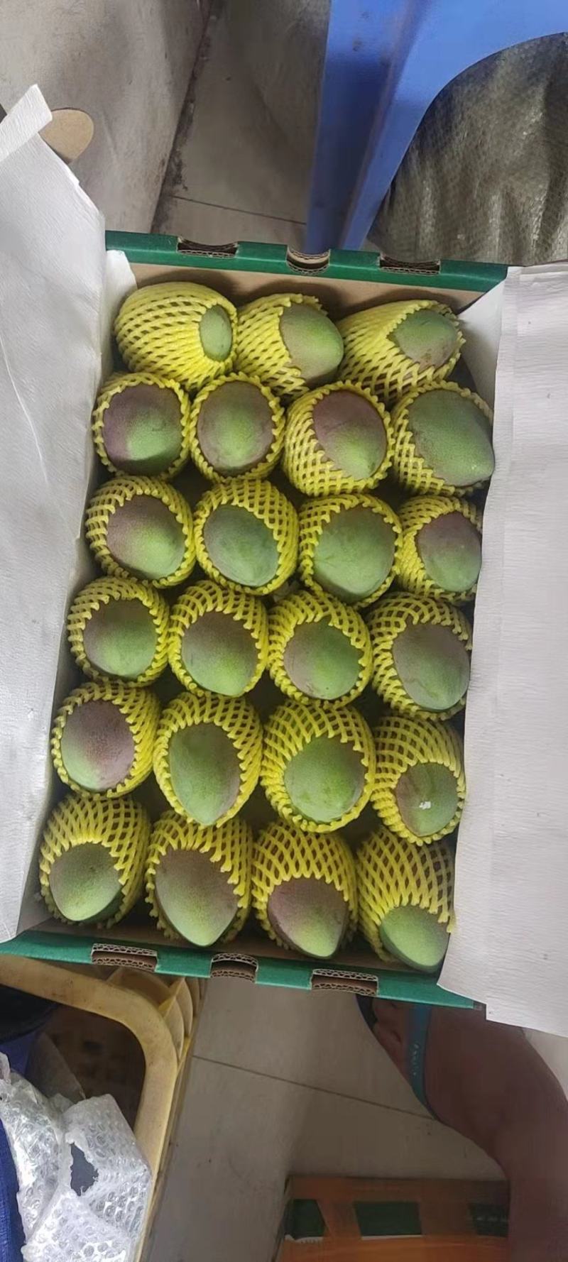 广西百色田阳～贵妃芒果园现摘产直发～汁甜味美，欢迎预订～