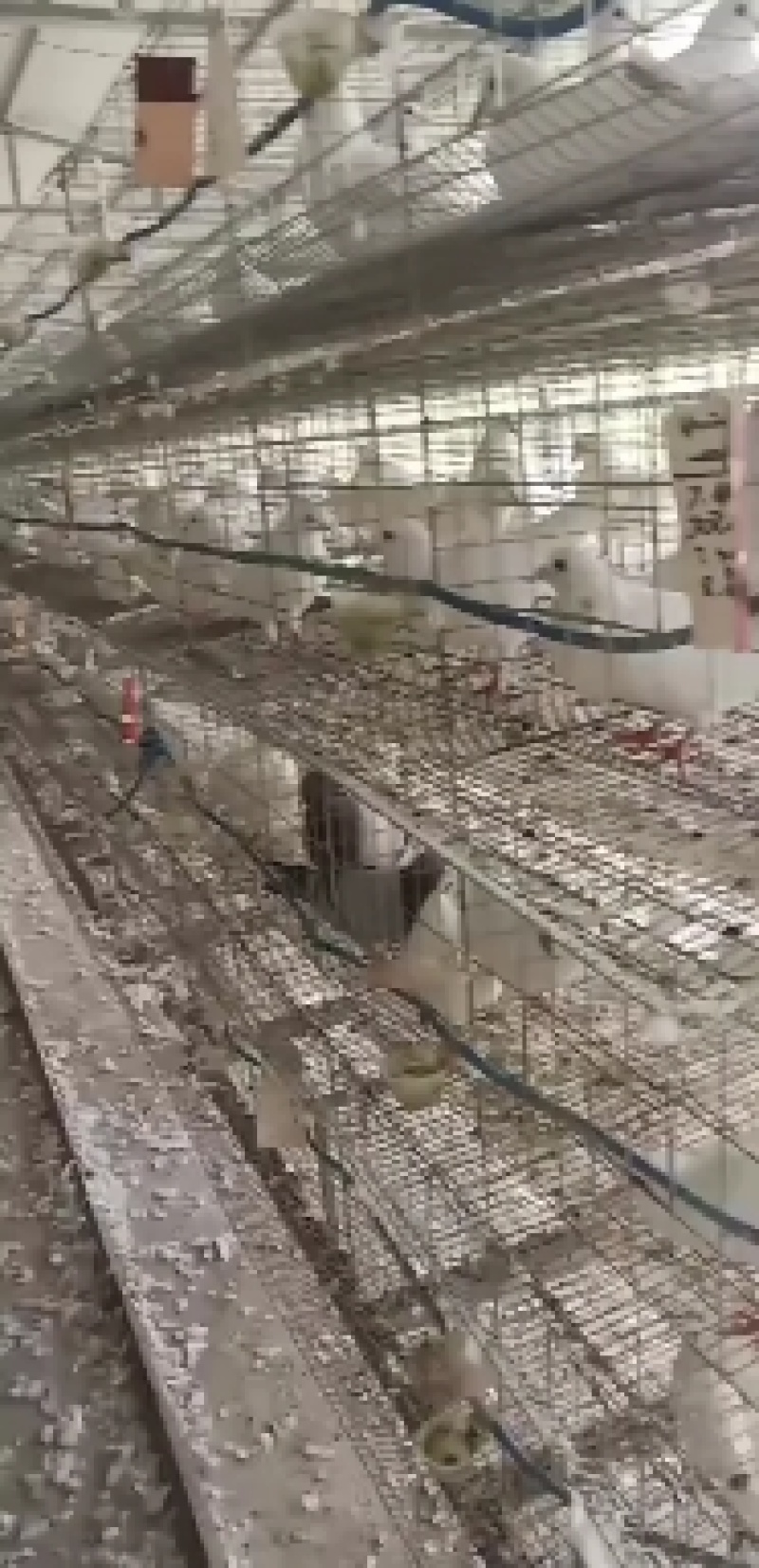白羽王落地王大体肉鸽产蛋量高也是保姆的好帮手