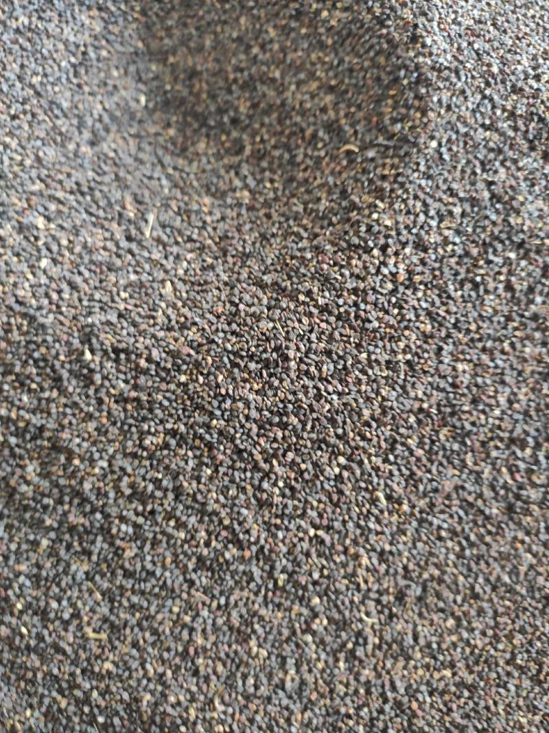 菥蓂籽干货常年经营各种中药材量大从优