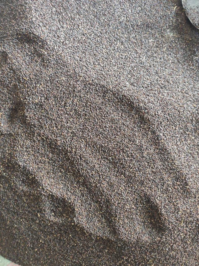 菥蓂籽干货常年经营各种中药材量大从优