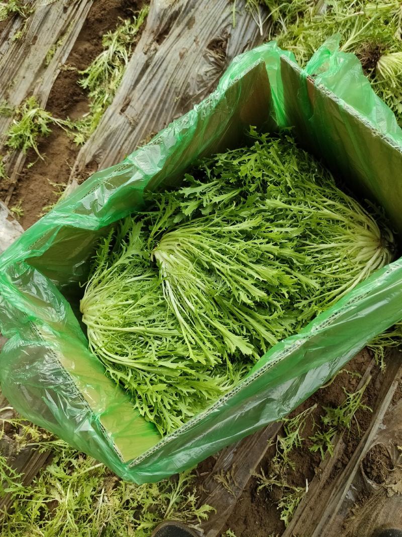 精品苦苣，二类，长年供应，质量信誉第一，欢迎各位朋友前来
