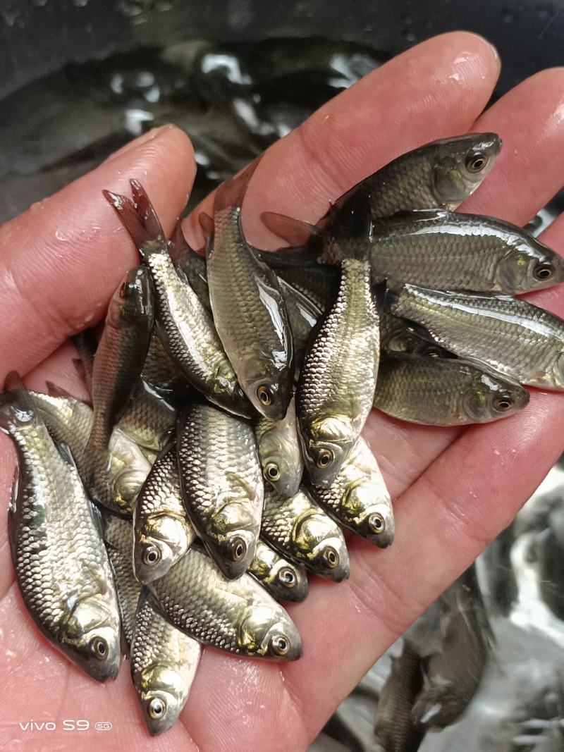 广西优质精选鲫鱼苗湘云鲫中科5号鲫鱼苗，鲫鱼水花