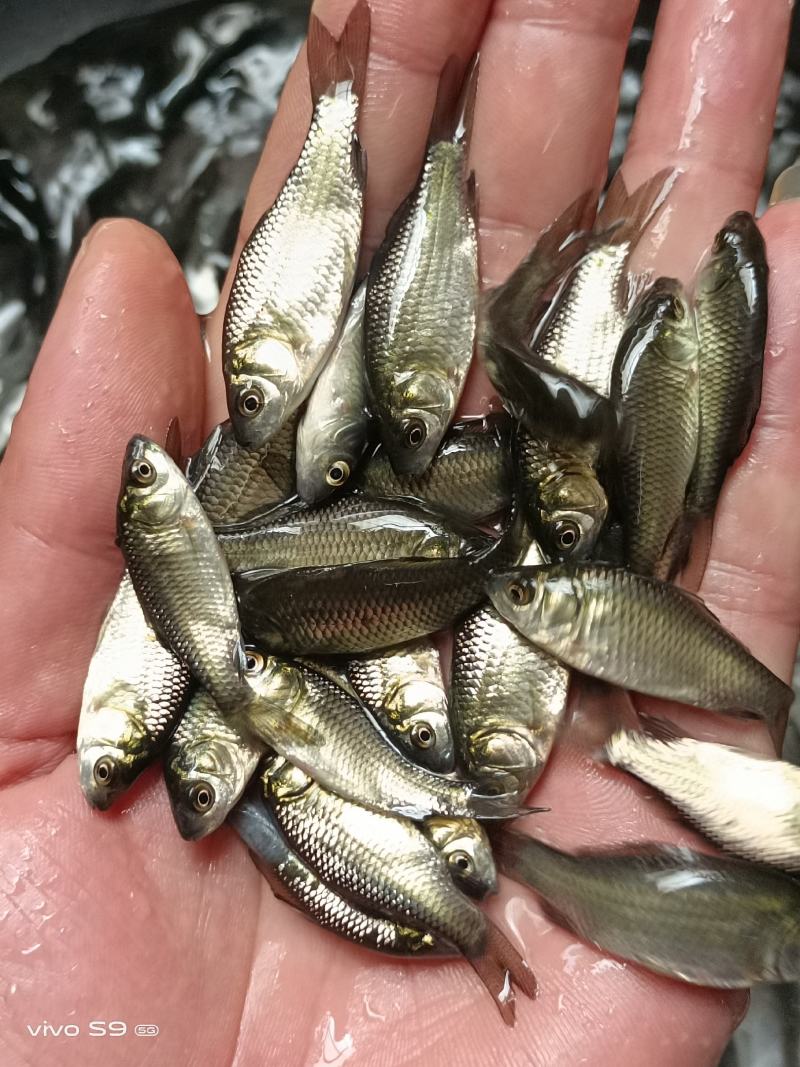 广西优质精选鲫鱼苗湘云鲫中科5号鲫鱼苗，鲫鱼水花