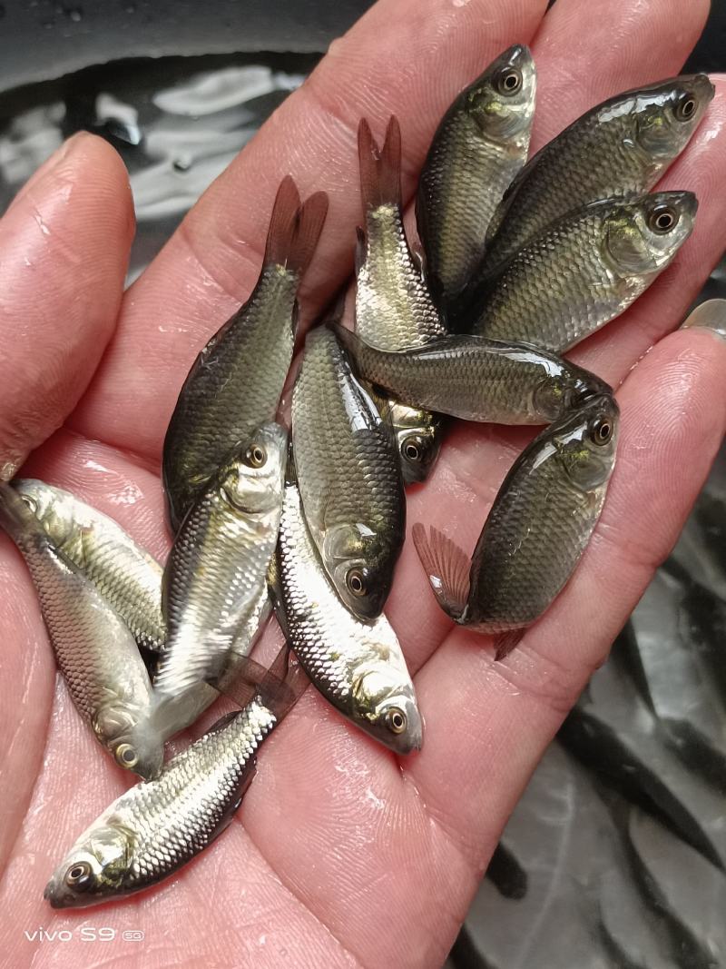 广西优质精选鲫鱼苗湘云鲫中科5号鲫鱼苗，鲫鱼水花