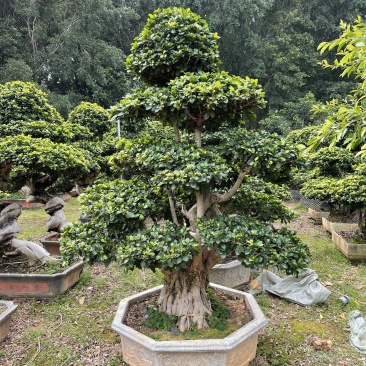 福建漳州榕树厂家直销各种规格苗大存活率高