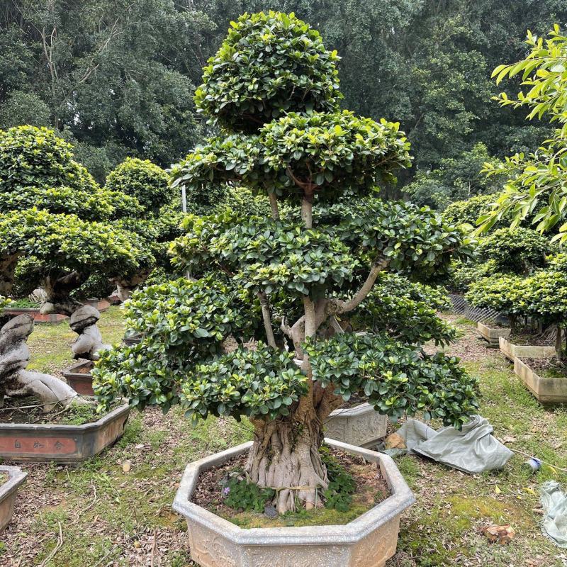 福建漳州榕树厂家直销各种规格苗大存活率高