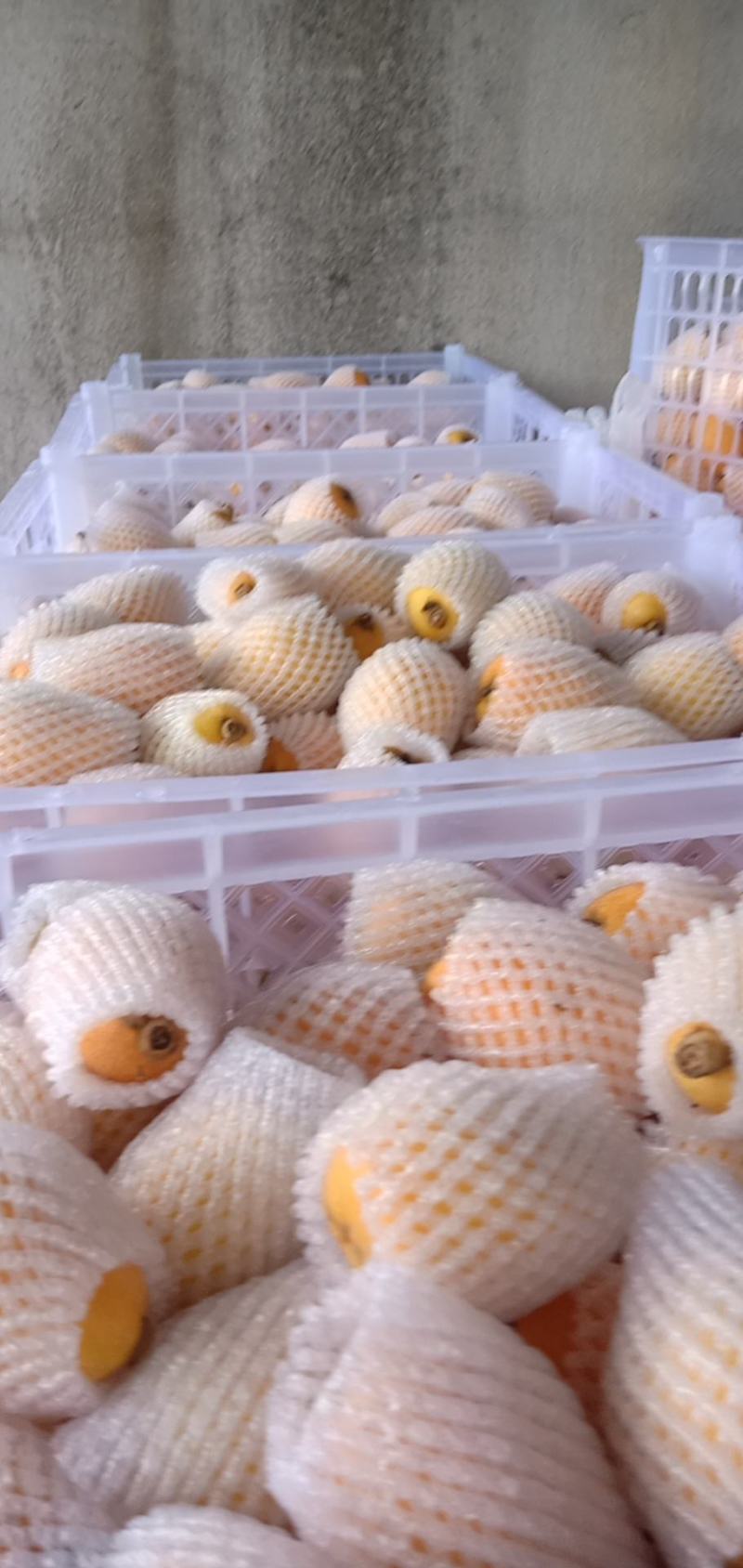 枇杷，产量多，质量好，