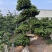 福建漳州榕树厂家直销各种规格苗大存活率高