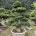 福建漳州榕树厂家直销各种规格苗大存活率高