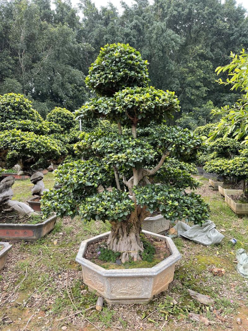 福建漳州榕树厂家直销各种规格苗大存活率高
