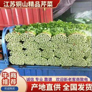 美国文图拉芹菜，精品芹菜，大量供应，小西芹欢迎联系