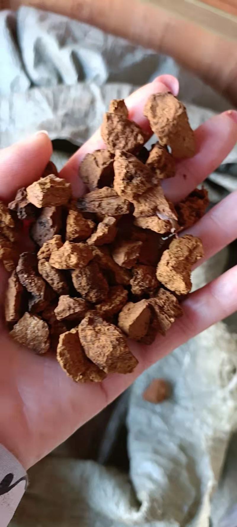 野生桦树茸野生桦树茸颗粒野生桦褐孔菌小粒块整块包邮