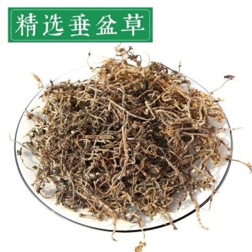 云南野生中药材垂盆草，优质正品，500g起发