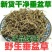 云南野生中药材垂盆草，优质正品，500g起发