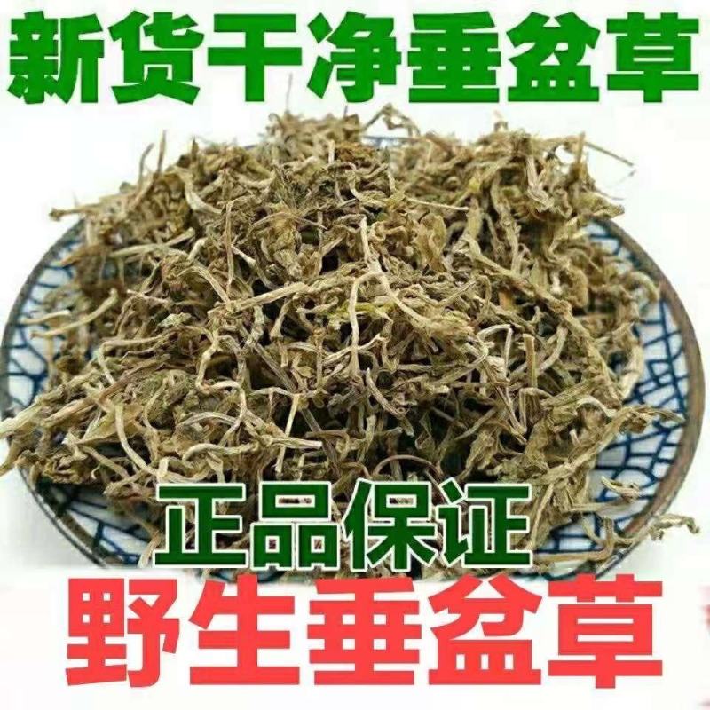 云南野生中药材垂盆草，优质正品，500g起发