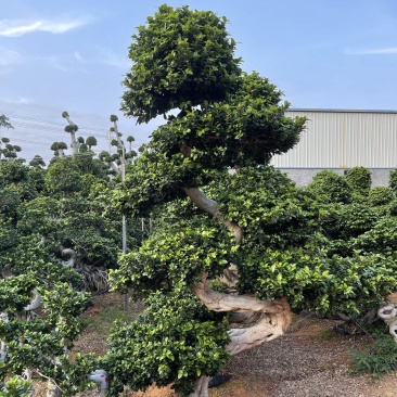 福建漳州造型小叶榕品种繁多产地直发量大价格从优