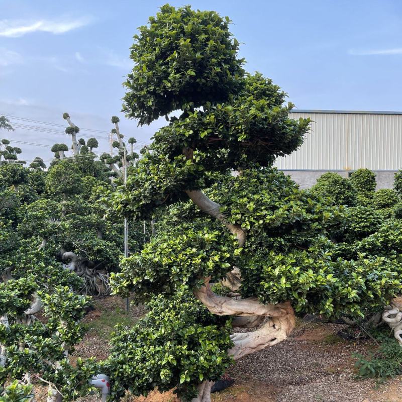 福建漳州造型小叶榕品种繁多产地直发量大价格从优