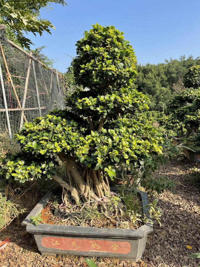 福建漳州造型小叶榕品种繁多产地直发量大价格从优