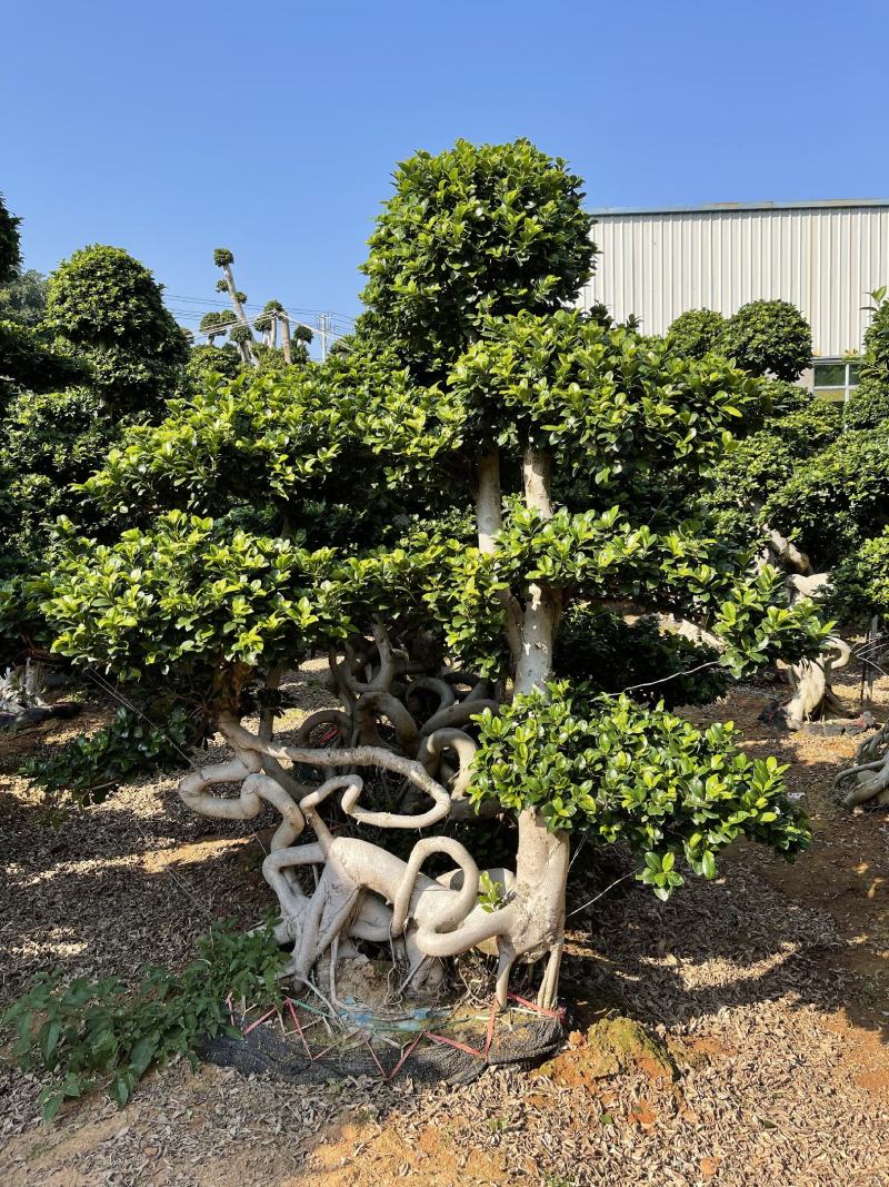 福建漳州造型小叶榕品种繁多产地直发量大价格从优