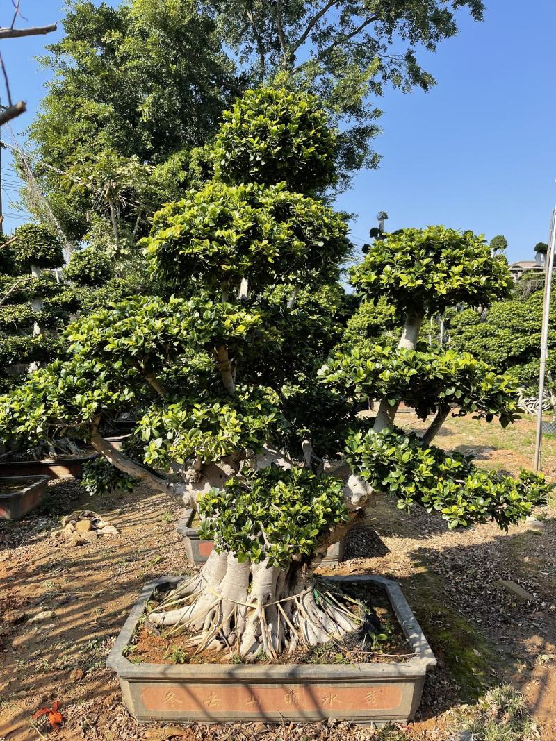 福建漳州造型小叶榕品种繁多产地直发量大价格从优