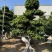 福建漳州造型小叶榕品种繁多产地直发量大价格从优