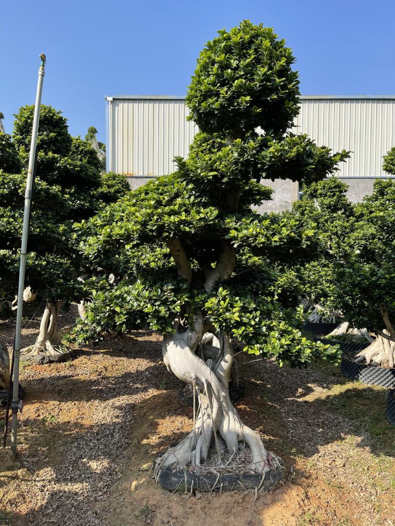 福建漳州造型小叶榕品种繁多产地直发量大价格从优