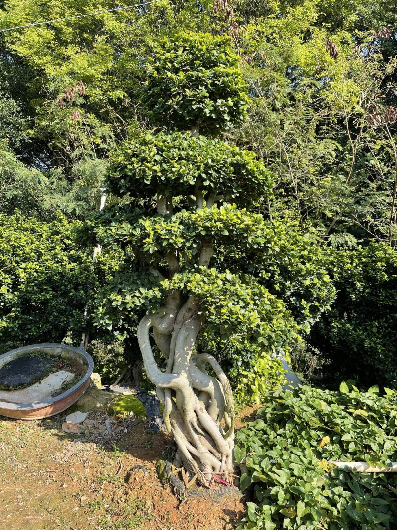 福建漳州造型小叶榕品种繁多产地直发量大价格从优