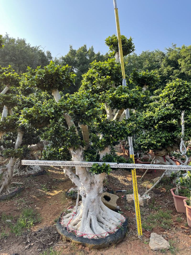 福建漳州造型小叶榕品种繁多产地直发量大价格从优
