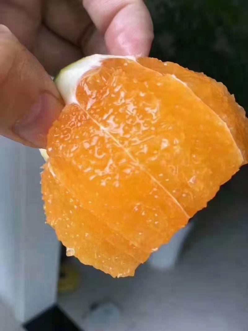 橙子伦晚脐橙秭归脐橙江边上的美味脐橙