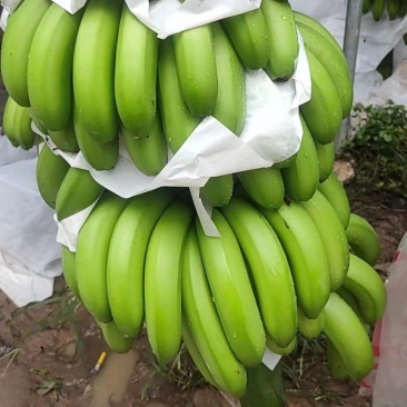正宗香蕉量大优惠，广西坡地香蕉