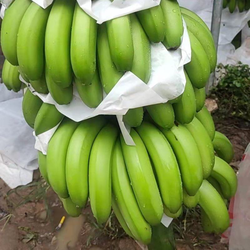 正宗香蕉量大优惠，广西坡地香蕉