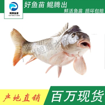 鲤鱼鱼苗鲲腾好鱼苗鲲腾出产地直销百万现货