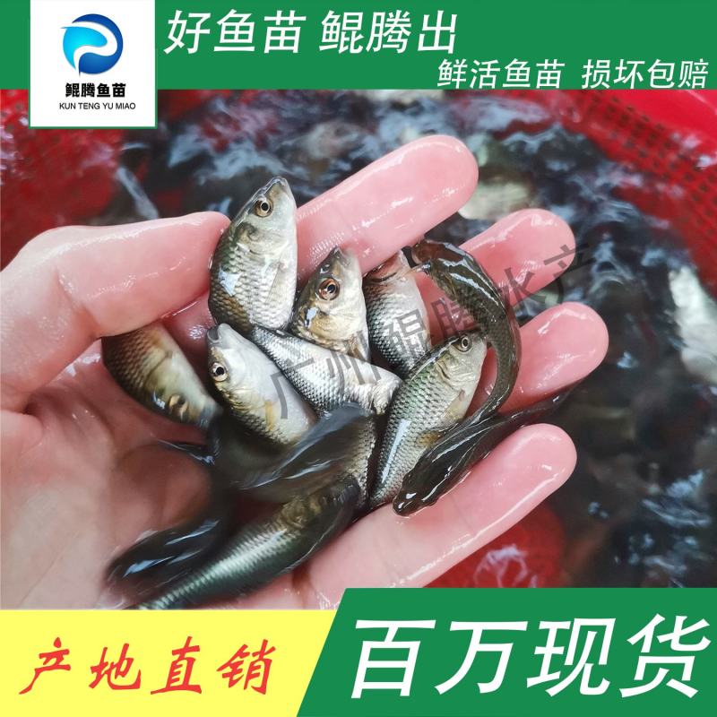 鲤鱼鱼苗鲲腾好鱼苗鲲腾出产地直销百万现货